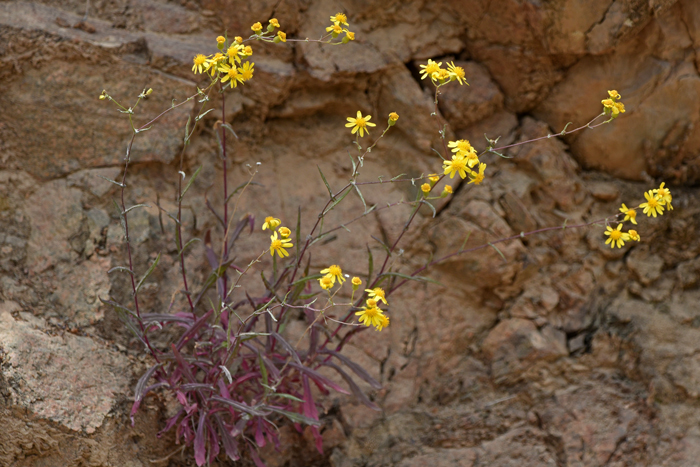 Lemmon's Ragwort is rare in the United States where it is native only to the central and southern parts of Arizona. Its preferred habitats include rocky slopes and dry hillsides usually among shrubs. It grows in elevations from 1,500 to 3,500 feet. Senecio lemmonii
